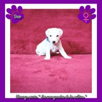 Chiots jack russell terrier à réserver. #1