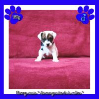 Chiots jack russell terrier à réserver. #2