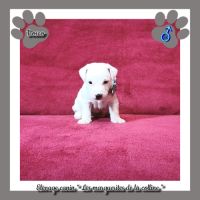 Chiots jack russell terrier à réserver. #3