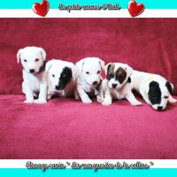 Chiots jack russell terrier à réserver. #7