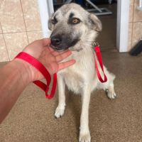 Nady abandonnée par ses maitres