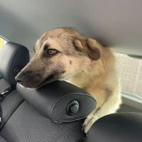 Nady abandonnée par ses maitres #8