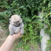 Spitz nain