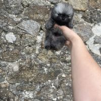 Spitz nain #8