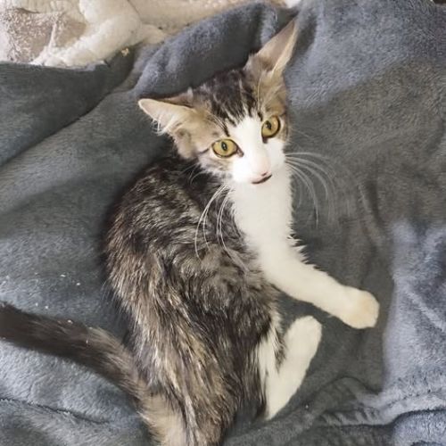 Chat bernard à l adoption