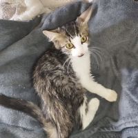 Chat bernard à l adoption