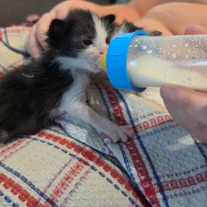 Chat babouche à l adoption
