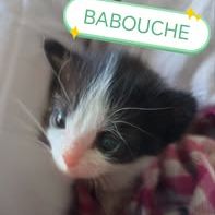 Chat babouche à l adoption #2