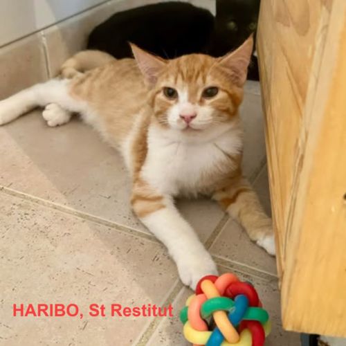 Chat haribo à l adoption #0