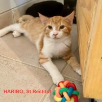 Chat haribo à l adoption