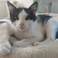 Chat byron à l adoption