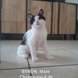 Chat byron à l adoption #3