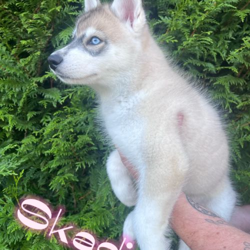 Chiot type husky de sibérie #1