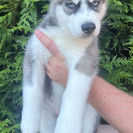 Chiot type husky de sibérie #2