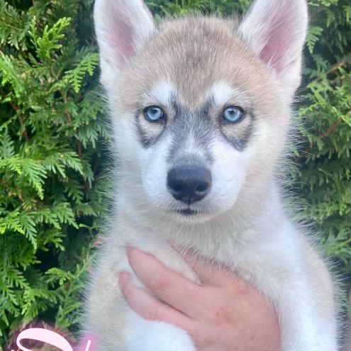 Chiot type husky de sibérie #0