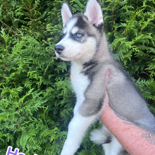 Chiot type husky de sibérie #5