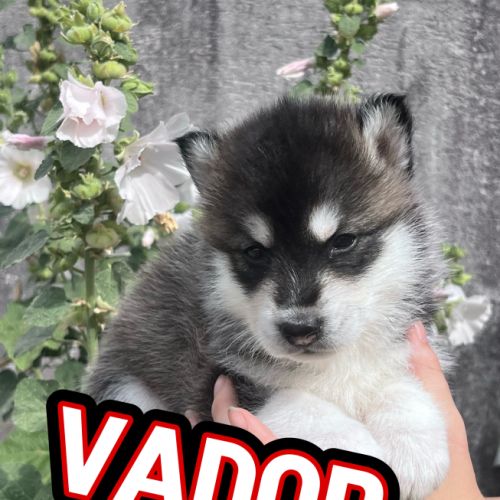 Chiot type husky de sibérie #6