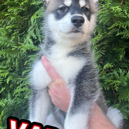 Chiot type husky de sibérie #9