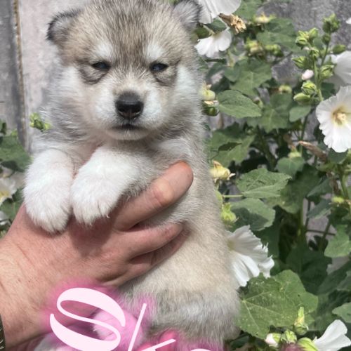 Chiot type husky de sibérie #10