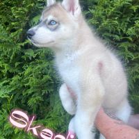 Chiot type husky de sibérie #1