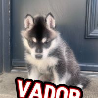 Chiot type husky de sibérie #3