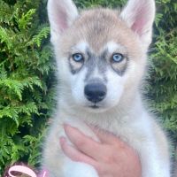 Chiot type husky de sibérie