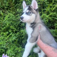 Chiot type husky de sibérie #5
