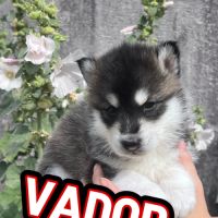 Chiot type husky de sibérie #6