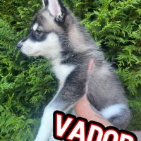 Chiot type husky de sibérie #7