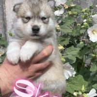 Chiot type husky de sibérie #10