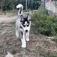 Chiot type husky de sibérie