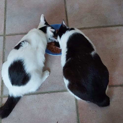 Ory et gamy #2