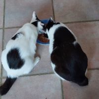 Ory et gamy #2