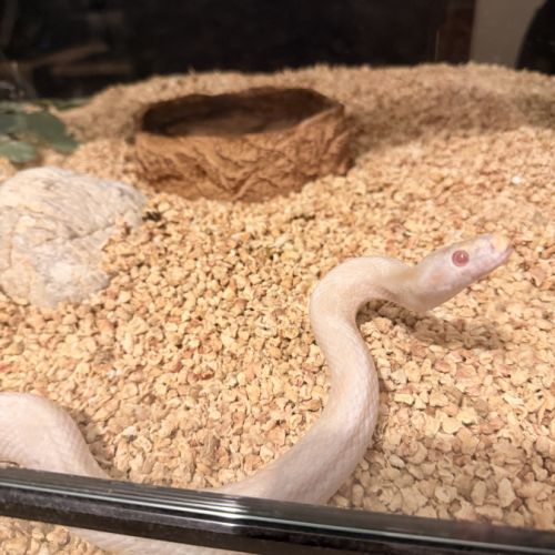 Donne serpent des blés