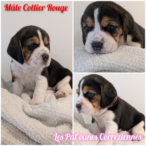 Magnifiques petits beagles #3