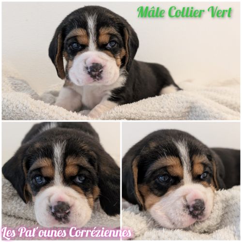 Magnifiques petits beagles