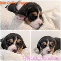 Magnifiques petits beagles #1