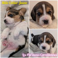 Magnifiques petits beagles #2