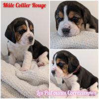 Magnifiques petits beagles #3