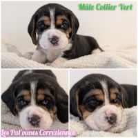 Magnifiques petits beagles #0