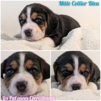 Magnifiques petits beagles #5
