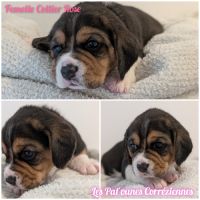 Magnifiques petits beagles #6