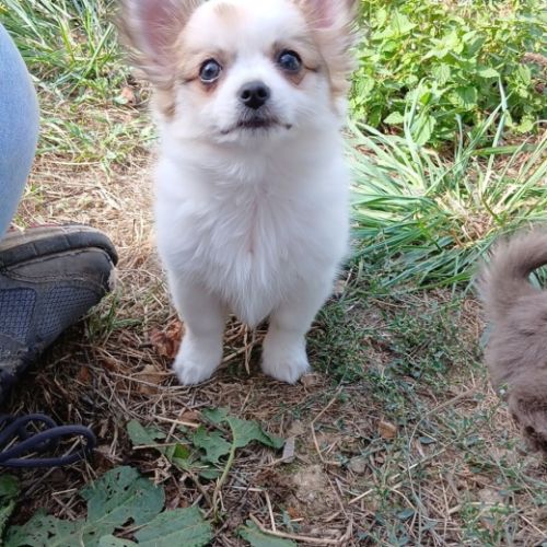 Chiot pomchi mâle #1