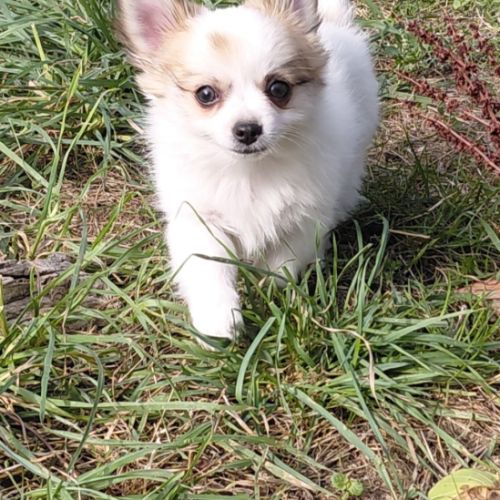 Chiot pomchi mâle