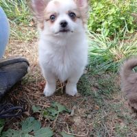 Chiot pomchi mâle #1