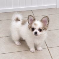 Chiot pomchi mâle #3