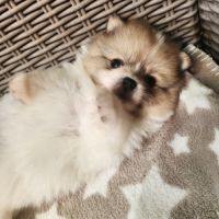 Spitz nain
