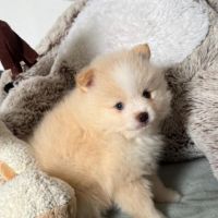 Spitz nain