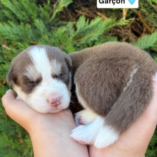 Pomsky mini #2