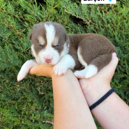 Pomsky mini